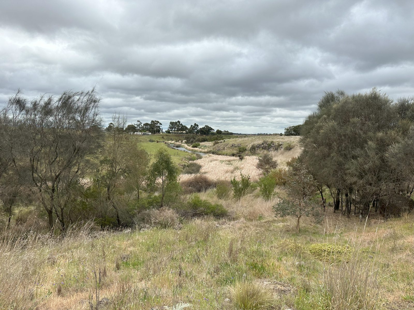 Kororoit Creek winding through a shallow valley of native grasses, reeds and scattered trees under an overcast sky, near where the Deanside wetland outlet will connect.